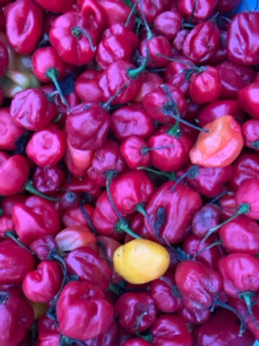Scotch Bonnet/Habanero Pepper