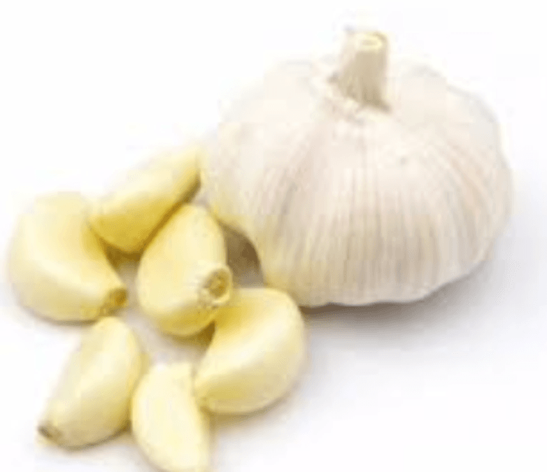 Garlic