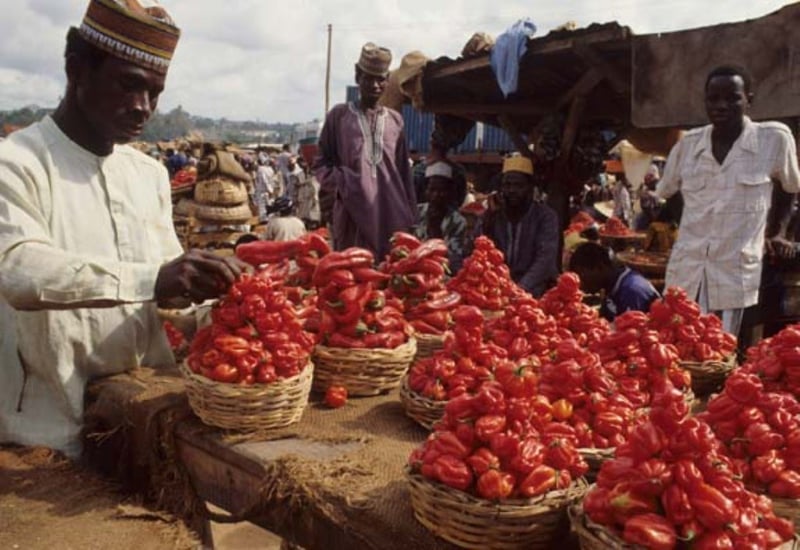 Scotch Bonnet/habanero Pepper