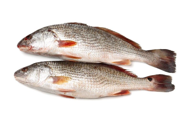 Frozen Croaker Fish (0.5)kg