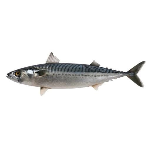 Frozen Titus fish (0.5 kg)