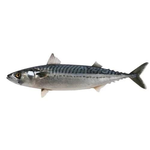 Frozen Kote (Horse Mackerel) Fish (0.5kg)