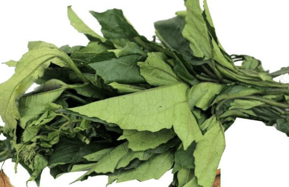 Ugwu leaf