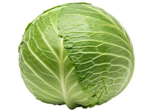 Cabbage (medium)