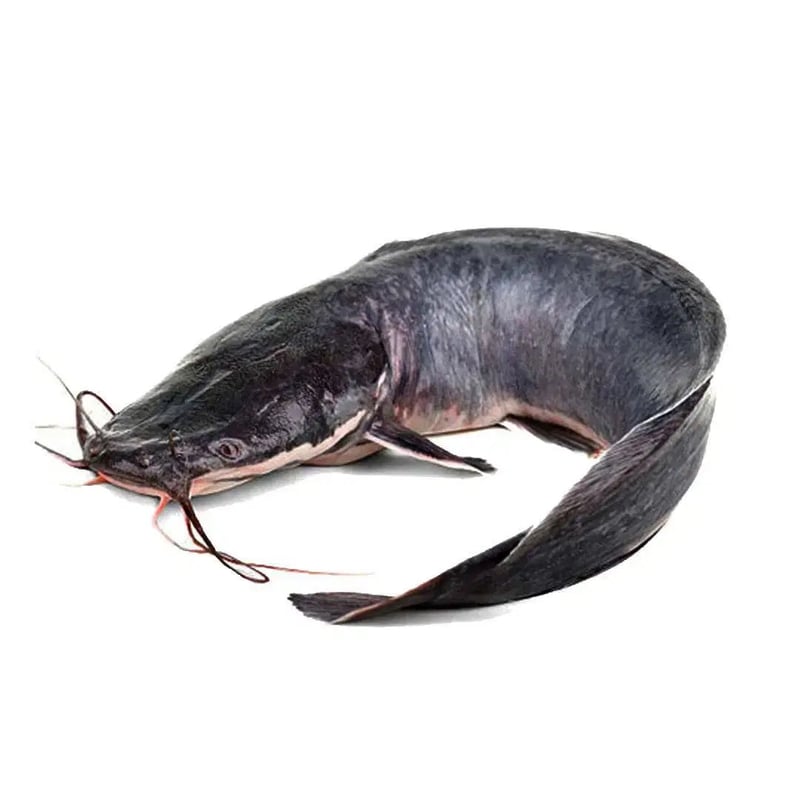 Catfish