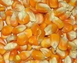 Corn (paint bucket)