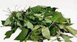 Uziza leaves 